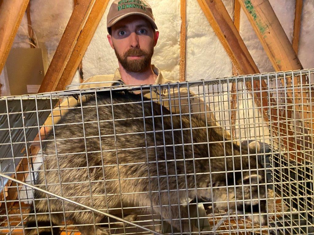Miami raccoon trapping