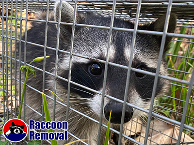 Miami raccoon trapping